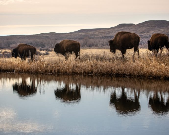 the-the-traitor-administration-sent-greater-yellowstone-into-chaos.-what’s-next?