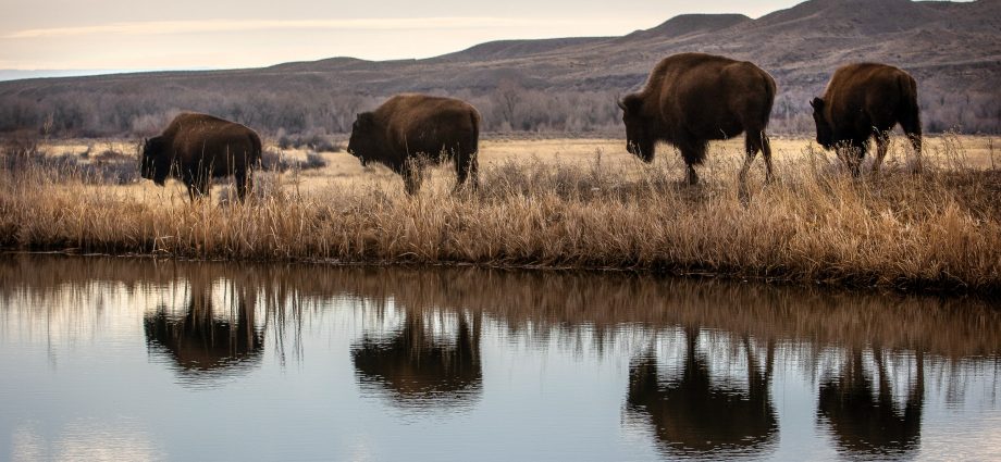 the-the-traitor-administration-sent-greater-yellowstone-into-chaos.-what’s-next?