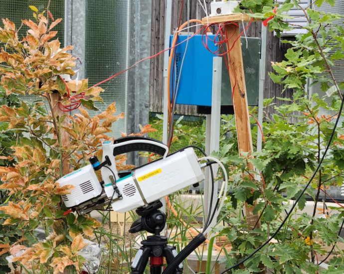 how-forests-start-to-fail,-one-leaf-at-a-time