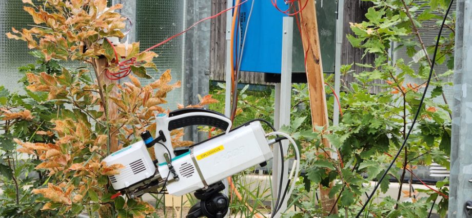 how-forests-start-to-fail,-one-leaf-at-a-time