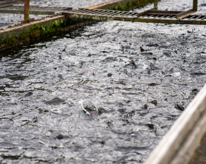 industrial-fish-farms-could-break-us.-fisheries