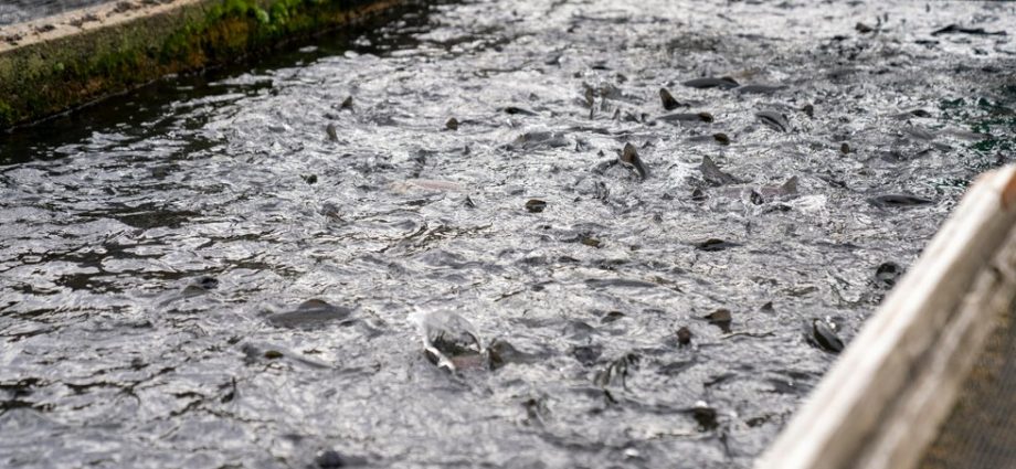 industrial-fish-farms-could-break-us.-fisheries