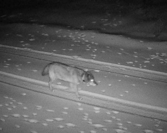 la’s-history-making-wolf-lands-in-eastern-sierra.-miles-pile-up-as-she-seeks-forever-home