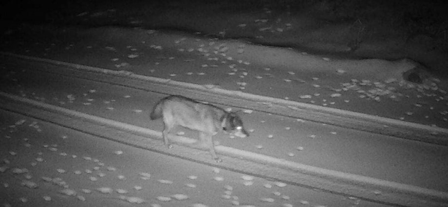 la’s-history-making-wolf-lands-in-eastern-sierra.-miles-pile-up-as-she-seeks-forever-home