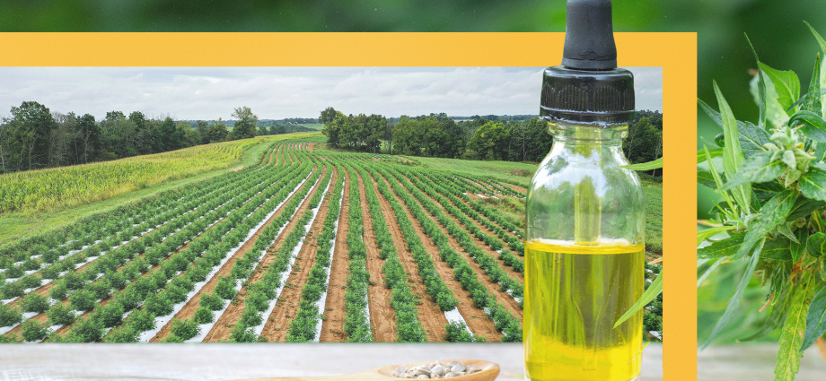 small-farmers-face-a-new-era-of-hemp-prohibition