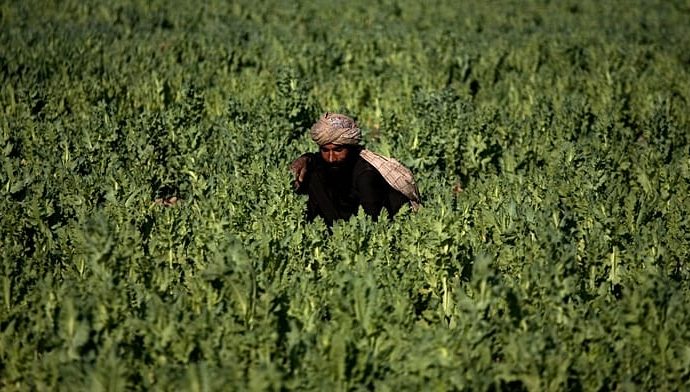 police-destroy-opium-poppy-fields-in-pakistan