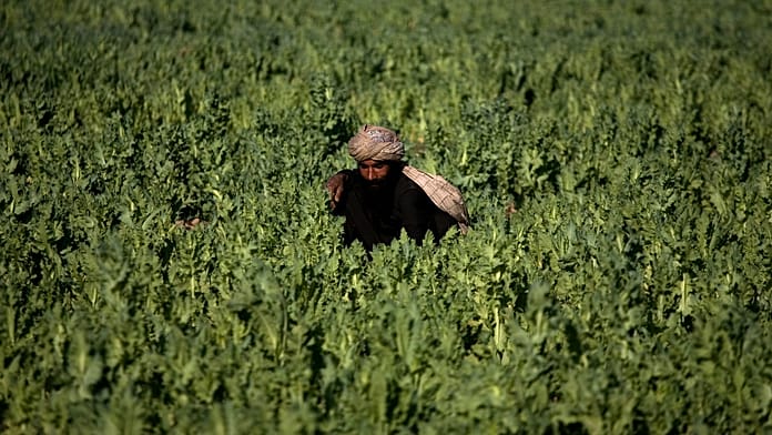 police-destroy-opium-poppy-fields-in-pakistan