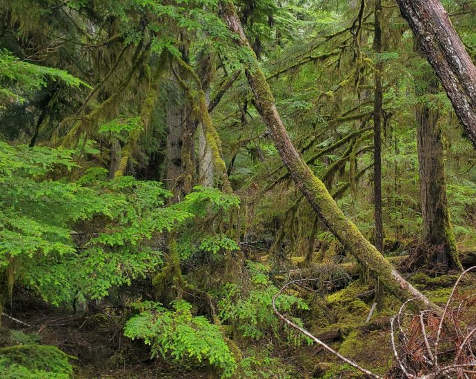 a-new-era-of-industrial-logging-looms