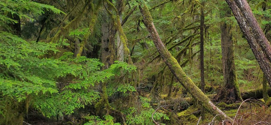 a-new-era-of-industrial-logging-looms