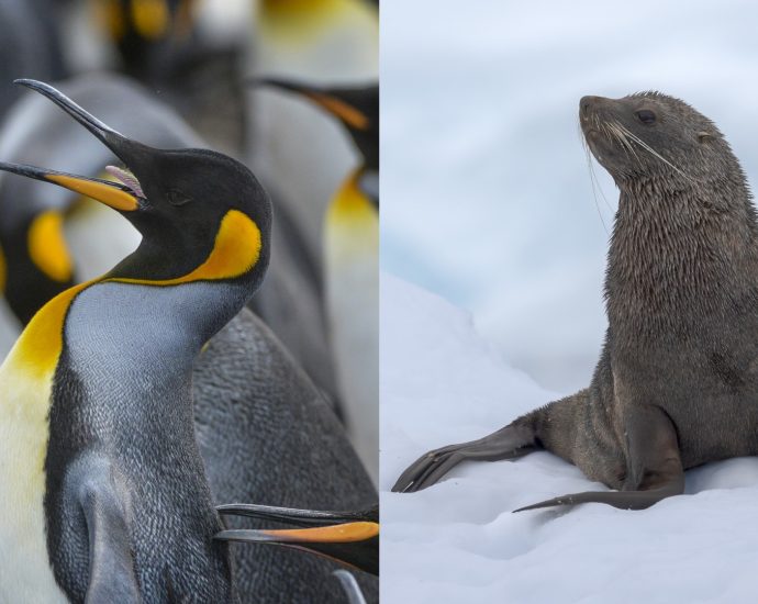 these-adorable-animals-were-just-added-to-the-endangered-species-list