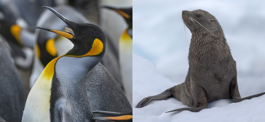 these-adorable-animals-were-just-added-to-the-endangered-species-list