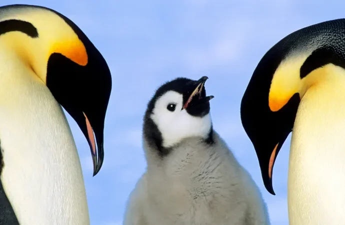 emperor-penguins-are-marching-toward-extinction.-antarctica-fur-seals-too