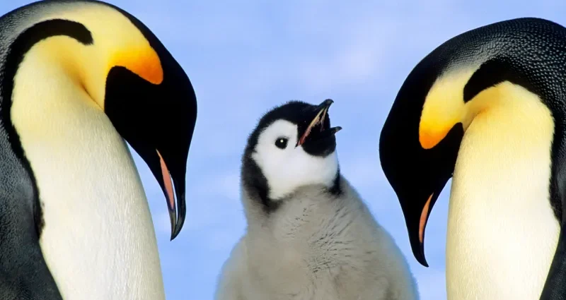 emperor-penguins-are-marching-toward-extinction.-antarctica-fur-seals-too