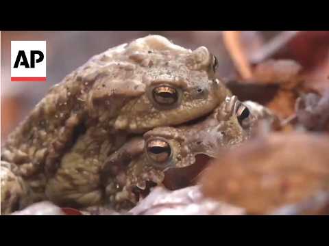 citizen-‘frog-patrol’-helps-amphibians-cross-roads-in-poland
