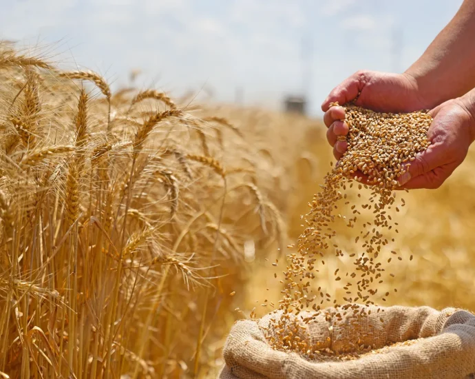 ancient-farmers-accidentally-created-aggressive-“warrior”-wheat