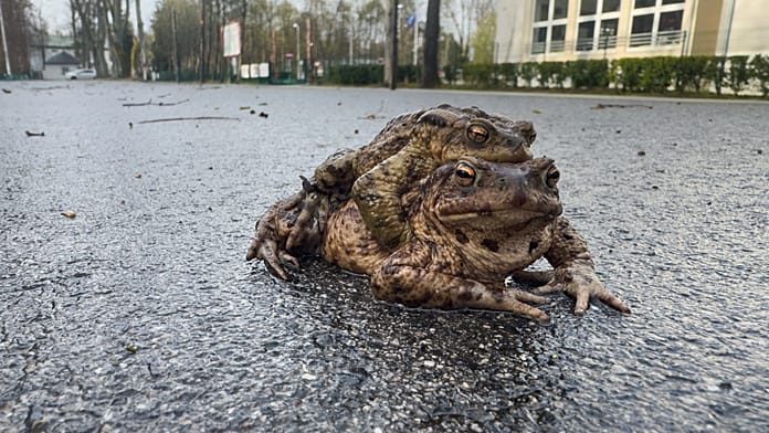 poland:-“frog-patrol”-saves-thousands-of-amphibians-during-migration