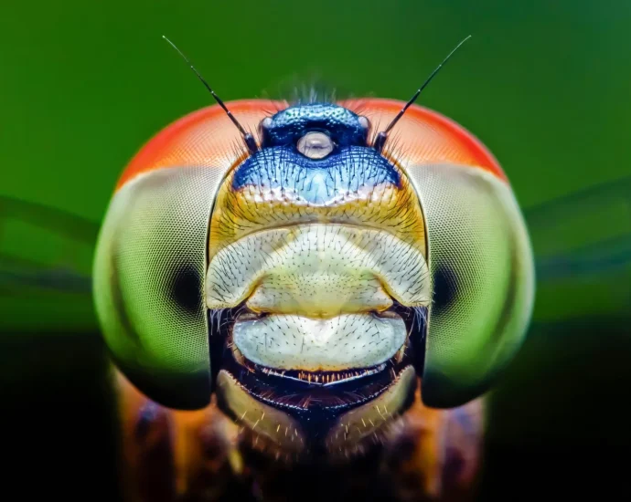 dragonflies-can-see-a-color-humans-can’t-and-it-could-change-medicine