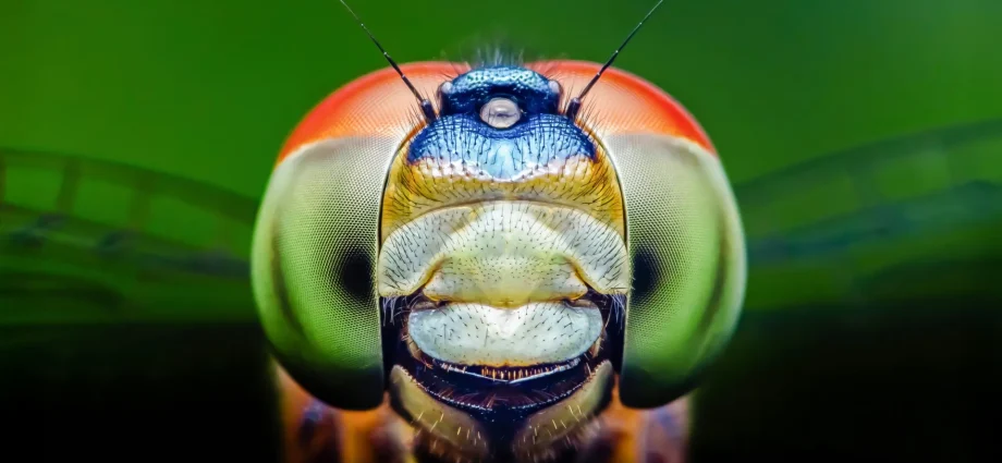 dragonflies-can-see-a-color-humans-can’t-and-it-could-change-medicine