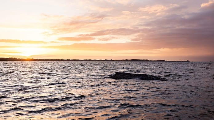 whale-timmy:-can-whale-songs-still-save-him?-biologist-prepares-autopsy