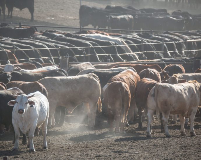 cancer-rates-are-higher-near-large-livestock-feeding-operations-in-3-states,-a-new-study-finds