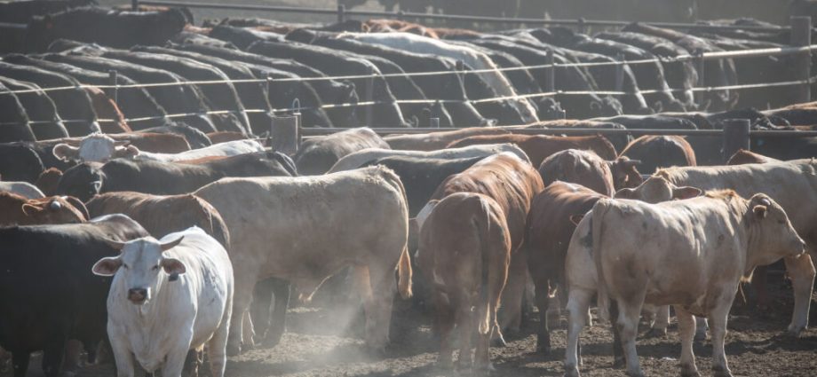 cancer-rates-are-higher-near-large-livestock-feeding-operations-in-3-states,-a-new-study-finds