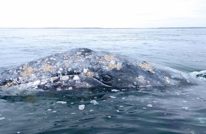 for-gray-whales,-san-francisco-bay-is-becoming-a-deadly-pit-stop