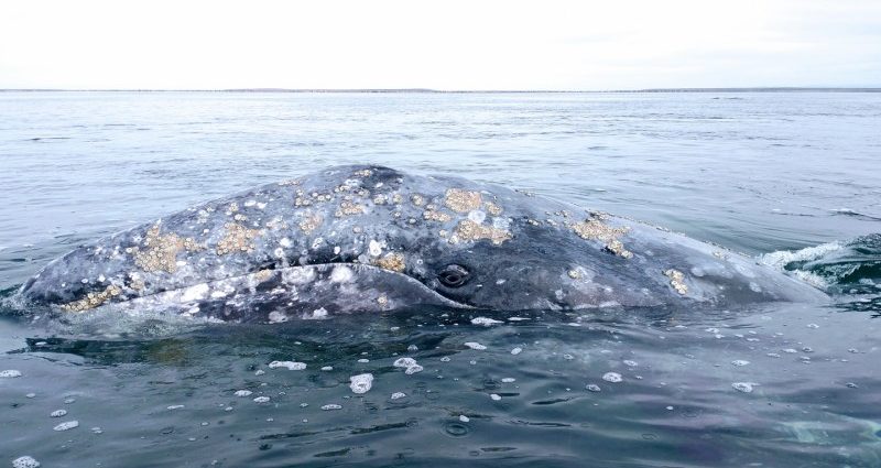 for-gray-whales,-san-francisco-bay-is-becoming-a-deadly-pit-stop