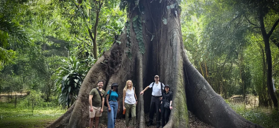 africa’s-forests-have-flipped-from-carbon-sink-to-carbon-source