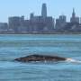 Of gray whales that enter San Francisco Bay, nearly 18% die there, scientists find