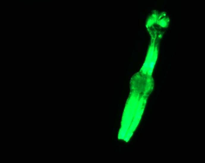 ‘Space worms’ are en route to the International Space Station