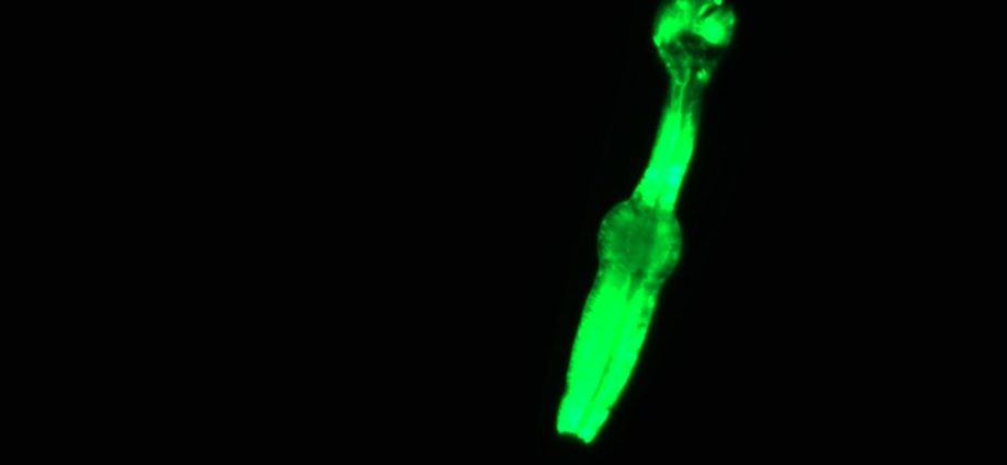 ‘Space worms’ are en route to the International Space Station