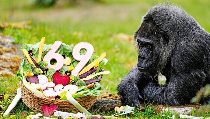 germany-marks-69th-birthday-of-zoo’s-oldest-gorilla