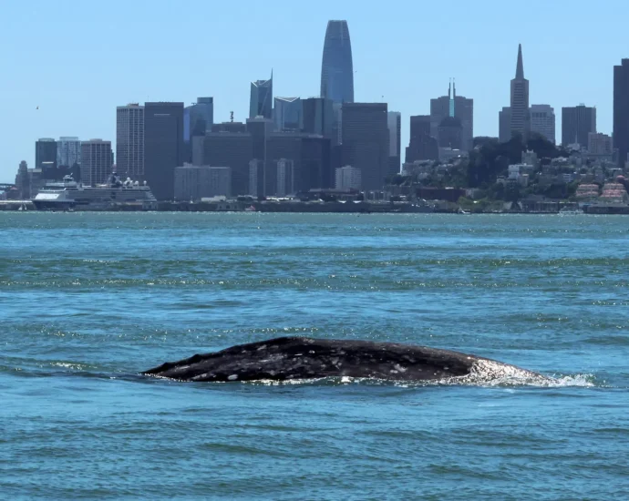 gray-whales-are-entering-san-francisco-bay-and-many-aren’t-surviving
