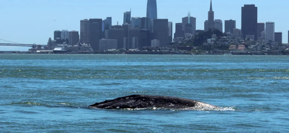gray-whales-are-entering-san-francisco-bay-and-many-aren’t-surviving