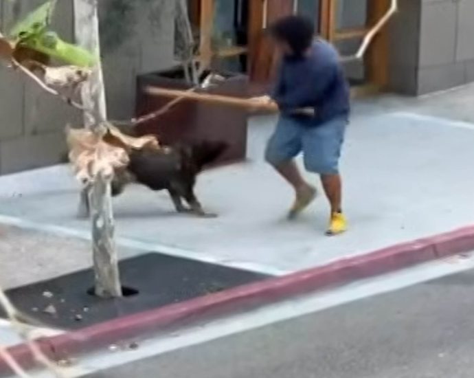 san-diego-k-9-unit-takes-down-man-wielding-6-foot-stick