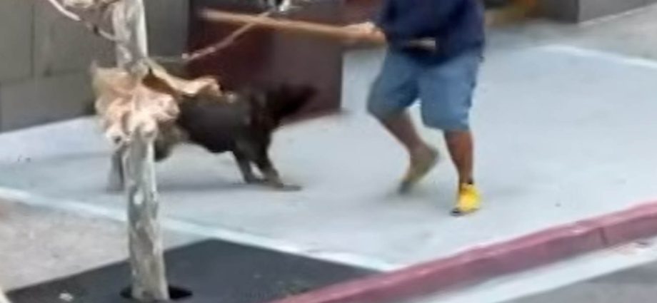 san-diego-k-9-unit-takes-down-man-wielding-6-foot-stick