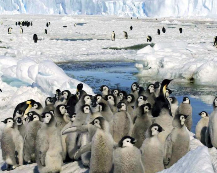 emperor-penguins-declared-endangered-as-antarctica-loses-ice