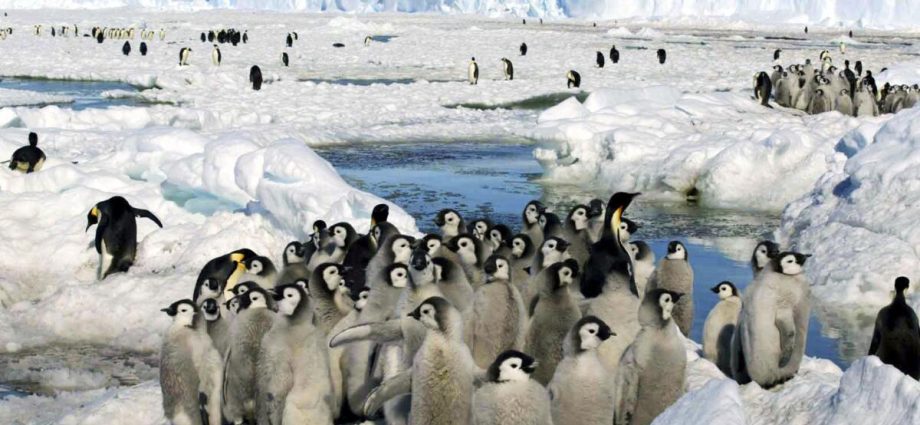 emperor-penguins-declared-endangered-as-antarctica-loses-ice