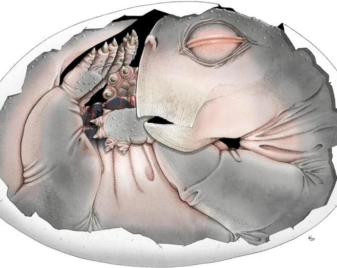 mammal-ancestors-laid-eggs,-and-this-250-million-year-old-fossil-finally-proves-it