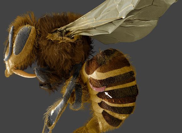 Californian Hybrid Honeybee Population Has Evolved Natural Defense against Varroa Mites: Study