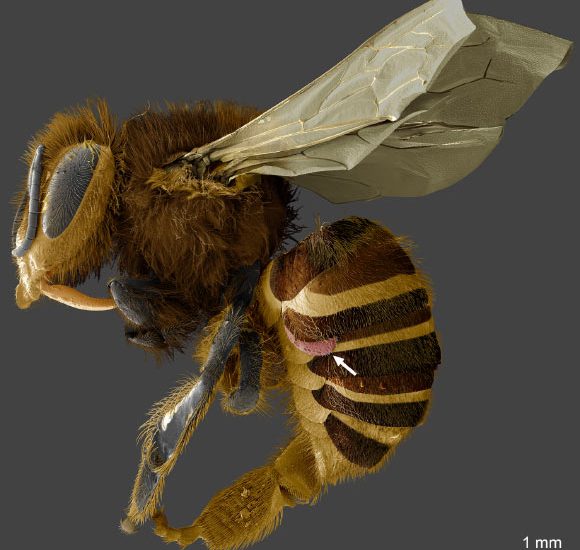 Californian Hybrid Honeybee Population Has Evolved Natural Defense against Varroa Mites: Study