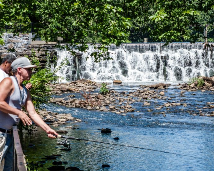 dam-useless:-barriers-prevent-a-migratory-fish-from-reproducing