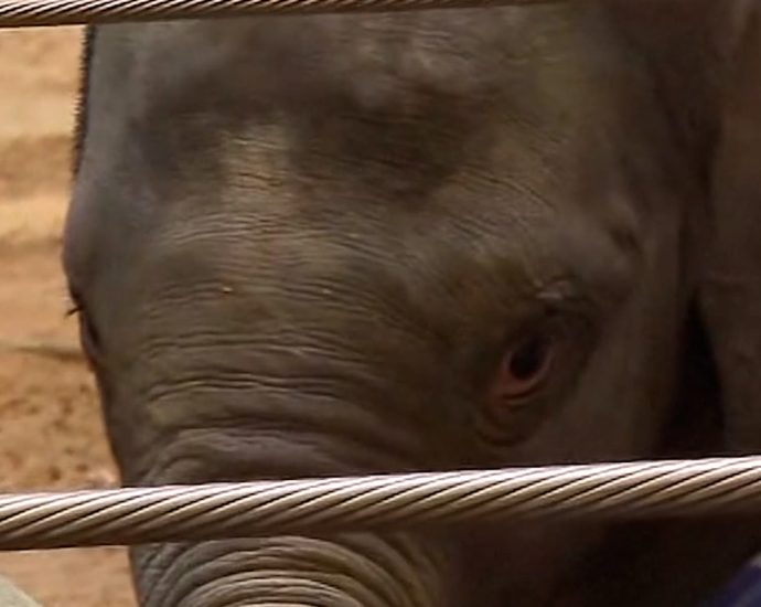 national-zoo’s-baby-elephant-prepares-for-public-debut