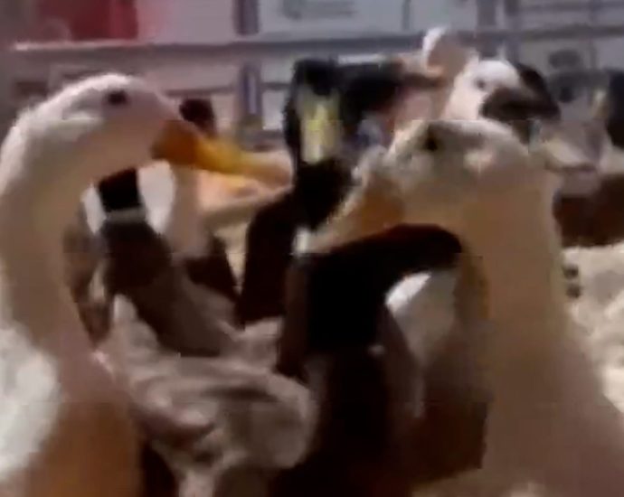 480-rescued-ducks-up-for-adoption-in-california