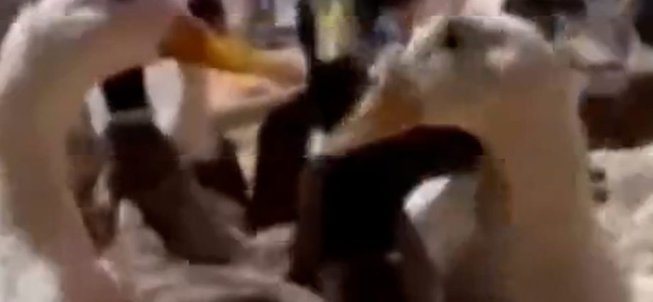 480-rescued-ducks-up-for-adoption-in-california