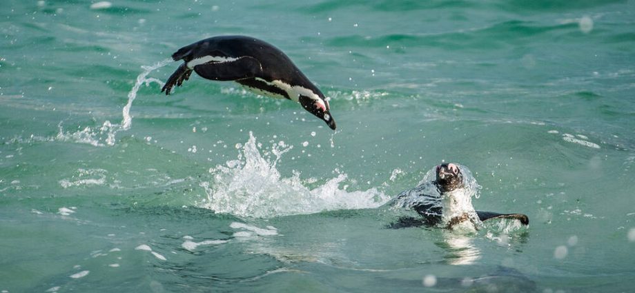 big-moves-in-linux-filesystems-as-new-bcachefs-lands-and-kde-adds-support-for-apple’s-apfs