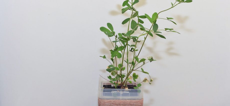 veg-06:-how-plants-and-beneficial-bacteria-work-together-in-microgravity.