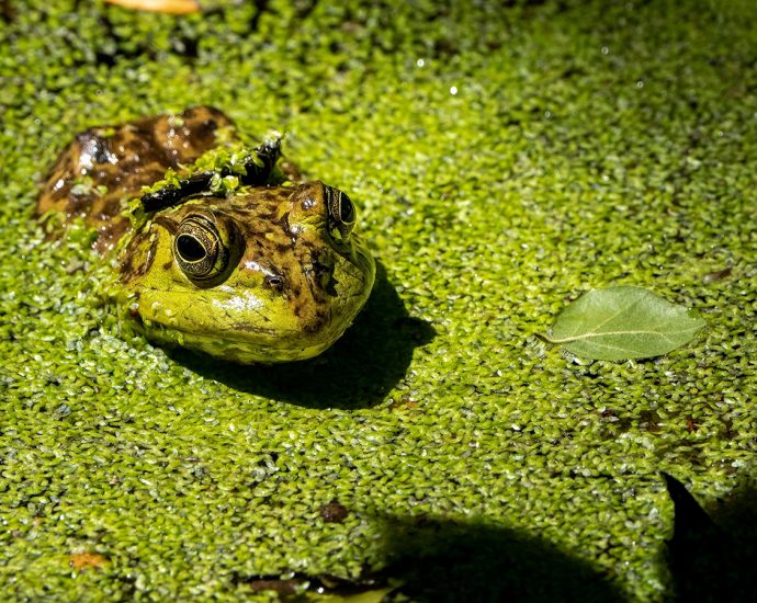 Invasive Species in California That Damage Crops and Endanger Native Animals