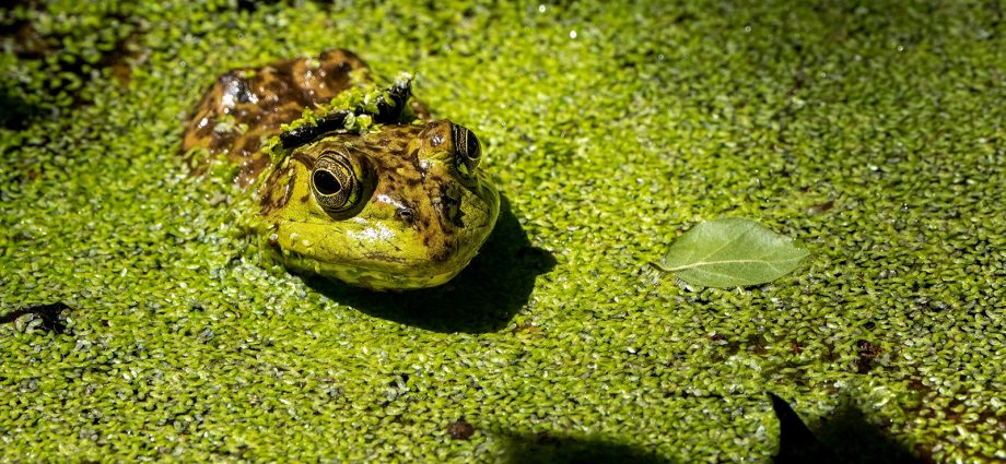 Invasive Species in California That Damage Crops and Endanger Native Animals
