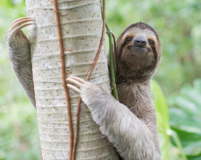 at-‘sloth-world’-in-florida,-wild-sloths-have-died-by-the-dozens